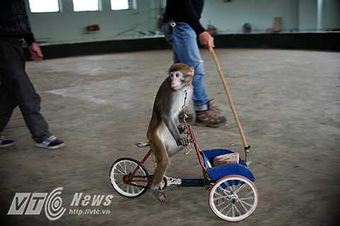Sau 2 năm, khỉ có thể đạt trình độ biểu diễn tốt trên sân khấu những động tác như: Chạy xe đạp, đi thăng bằng trên con lăn, chụp mũ, đội mũ... Trong đó, động tác khỉ chạy xe đạp hay trồng cây chuối là khó nhất.