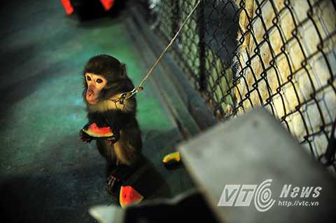 Phút thảnh thơi của Ka trước giờ tập luyện. Ka thuộc loài khỉ lông vàng nổi tiếng thông minh. Ka năm nay đã 5 tuổi. Ka được Nghệ sỹ Nguyễn Chí Quang phát hiện nuôi dưỡng từ bé