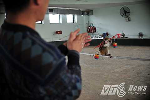 Có những con nuôi từ bé, cũng phải cho uống sữa như con mọn, mà sữa cũng phải là sữa ngon, sữa xịn hẳn hoi nhé. Đợt đi lưu diễn ở Thái Lan, khi tôi cho khỉ bú bình, người dân nước bạn rất ngạc nhiên. Khỉ là động vật cao cấp, rất thông minh, nó cũng có tình cảm. Không phải cứ roi vọt là huấn luyện được, nghệ sỹ Vũ Tuấn Đại (39 tuổi), đồng nghiệp của nghệ sỹ Nguyễn Chí Quang nhớ lại