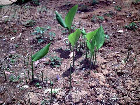 Các thầy bùa trồng ngải quanh nhà