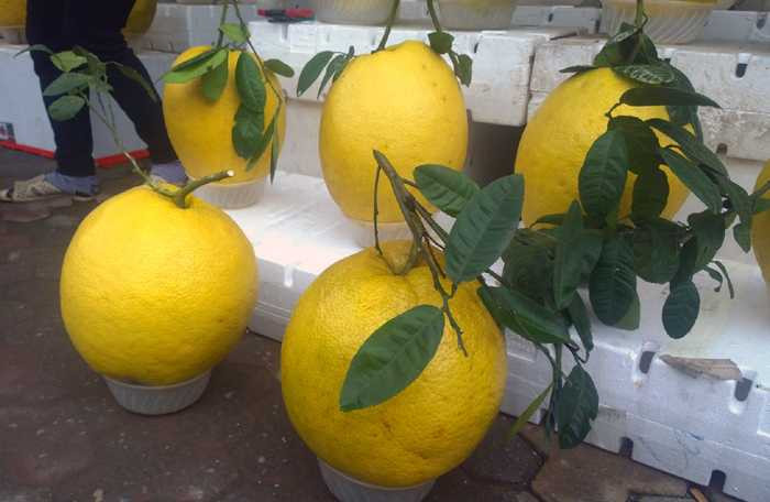 Những loại quả vừa độc, vừa đắt lên ban thờ Tết Bính Thân 2016