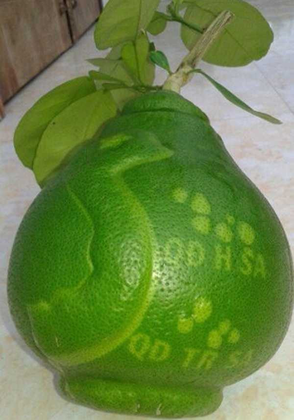 Những loại quả vừa độc, vừa đắt lên ban thờ Tết Bính Thân 2016