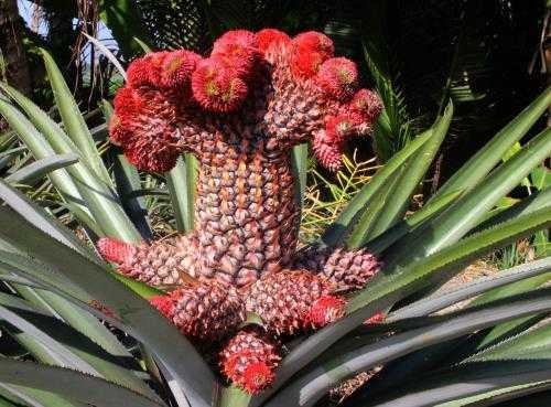 Những loại quả vừa độc, vừa đắt lên ban thờ Tết Bính Thân 2016