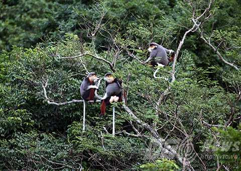 Sơn Trà, ngắm nữ hoàng, linh trưởng, voọc chà vá chân nâu, Đà Nẵng