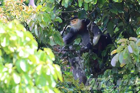 Sơn Trà, ngắm nữ hoàng, linh trưởng, voọc chà vá chân nâu, Đà Nẵng