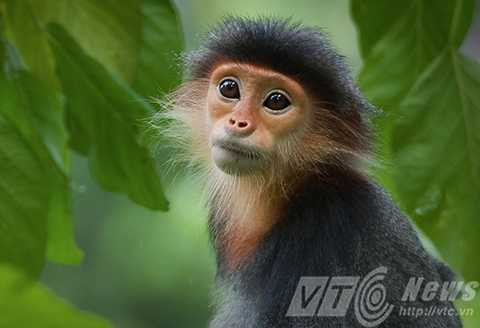 Sơn Trà, ngắm nữ hoàng, linh trưởng, voọc chà vá chân nâu, Đà Nẵng