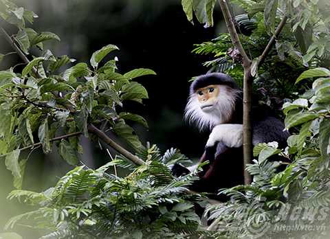 Sơn Trà, ngắm nữ hoàng, linh trưởng, voọc chà vá chân nâu, Đà Nẵng