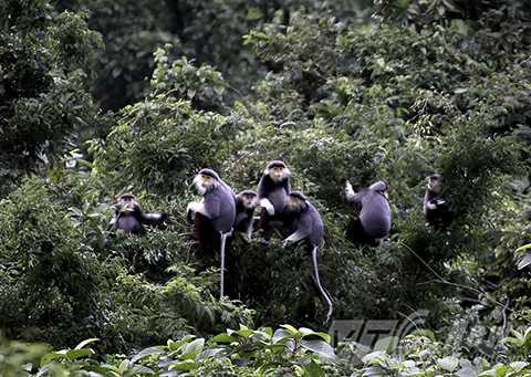 Sơn Trà, ngắm nữ hoàng, linh trưởng, voọc chà vá chân nâu, Đà Nẵng