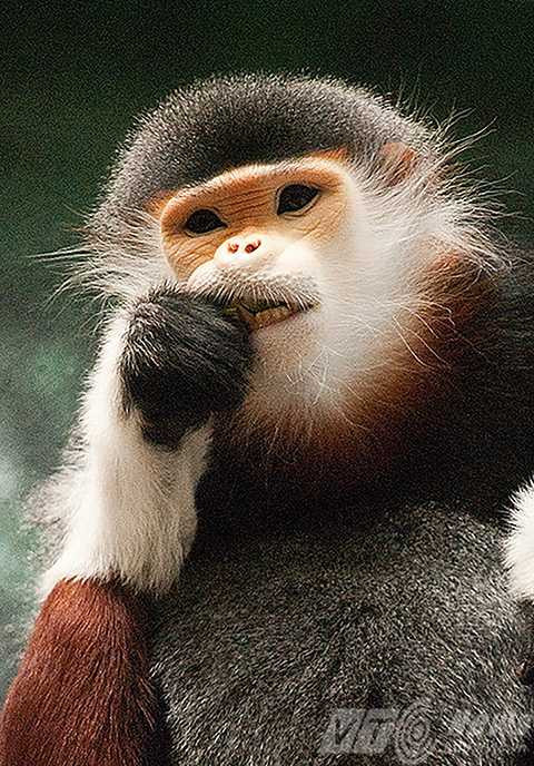 Sơn Trà, ngắm nữ hoàng, linh trưởng, voọc chà vá chân nâu, Đà Nẵng