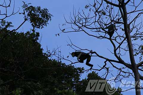 Sơn Trà, ngắm nữ hoàng, linh trưởng, voọc chà vá chân nâu, Đà Nẵng