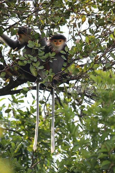 Sơn Trà, ngắm nữ hoàng, linh trưởng, voọc chà vá chân nâu, Đà Nẵng