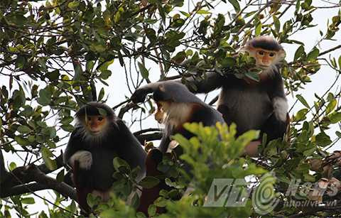 Sơn Trà, ngắm nữ hoàng, linh trưởng, voọc chà vá chân nâu, Đà Nẵng