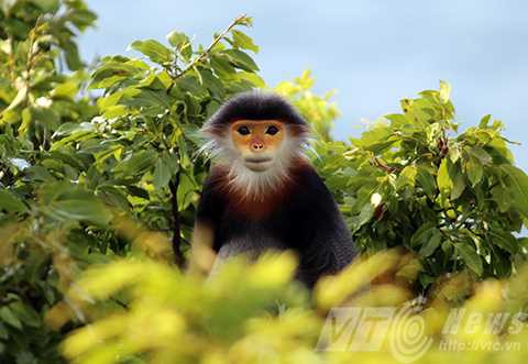 Sơn Trà, ngắm nữ hoàng, linh trưởng, voọc chà vá chân nâu, Đà Nẵng