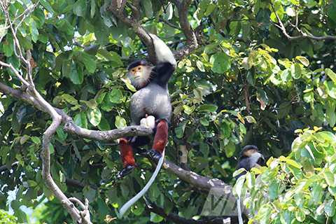 Sơn Trà, ngắm nữ hoàng, linh trưởng, voọc chà vá chân nâu, Đà Nẵng