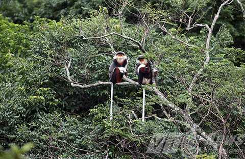 Sơn Trà, ngắm nữ hoàng, linh trưởng, voọc chà vá chân nâu, Đà Nẵng