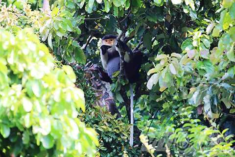 Sơn Trà, ngắm nữ hoàng, linh trưởng, voọc chà vá chân nâu, Đà Nẵng