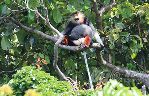 Sơn Trà, ngắm nữ hoàng, linh trưởng, voọc chà vá chân nâu, Đà Nẵng