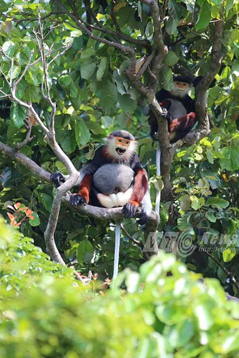 Sơn Trà, ngắm nữ hoàng, linh trưởng, voọc chà vá chân nâu, Đà Nẵng