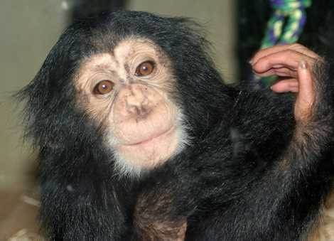 Khỉ là loài động vật có nhiều mối quan hệ gần gũi với con người Khỉ là loài động vật có nhiều mối quan hệ gần gũi với con người