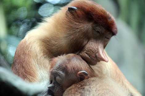 Chúng sinh sống rất tình cảm Chúng sinh sống rất tình cảm