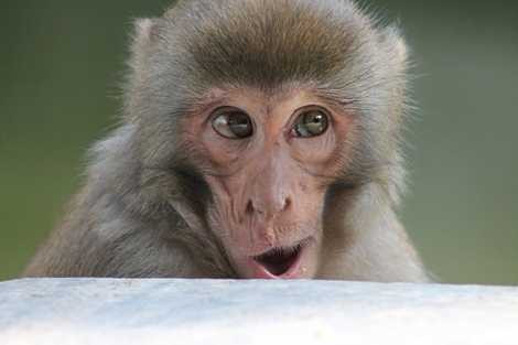 Khỉ là loài vật nhanh nhẹn, nghịch ngợm Khỉ là loài vật nhanh nhẹn, nghịch ngợm