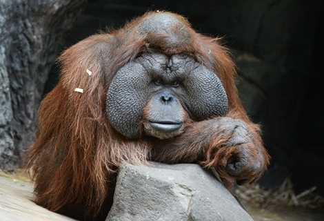 Có nhiều loài khỉ có bề ngoài đặc biệt Có nhiều loài khỉ có bề ngoài đặc biệt