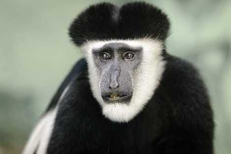 Hình dáng độc đáo của một loài khỉ Hình dáng độc đáo của một loài khỉ