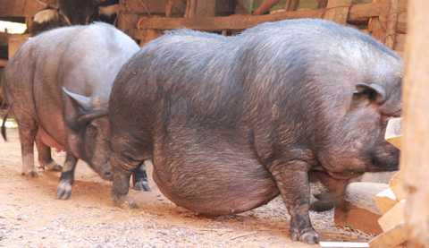 Tết này, ông Xẻ mổ tiếp một con lợn khủng nữa để gọi con cháu đến ăn uống cho vui