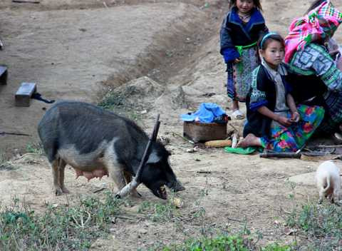 Bị đeo gông vào cổ nên chúng không đi xa được