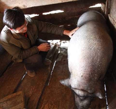 Chú lợn khổng lồ, nặng hơn 2 tạ