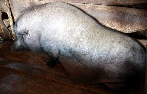 Con lợn này béo đến nỗi không đứng lên được