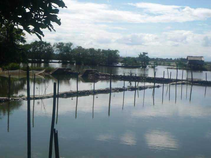 Một số vùng nước trong rừng ngập mặn nguyê sinh Rú Chá được tận dụng để nuôi tôm mang lại nguồn lợi sinh kế cho người dân.