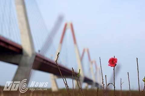 Không chỉ là một trong những cây cầu có thiết kế độc đáo nhất Việt Nam, với kết cấu chính theo dạng dây văng bao gồm năm nhịp, năm tháp tượng trưng cho 5 cửa ô của Hà Nội, giống như năm cánh hoa đào của làng đào Nhật Tân.