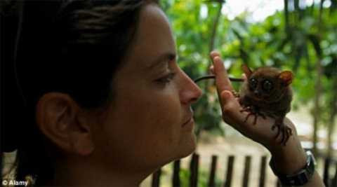 Lần cuối cùng người ta nhìn thấy loài khỉ này là vào năm 1921