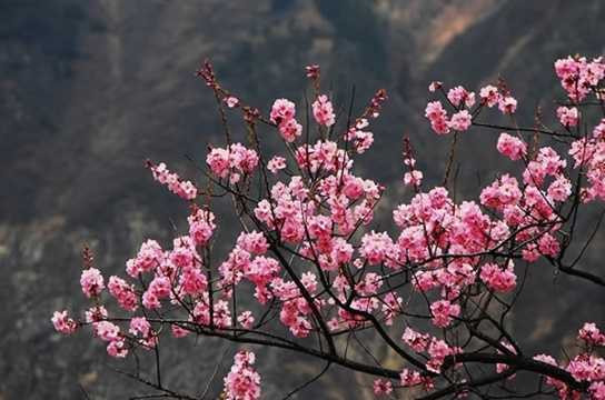 Hoa đào: Hoa đào là một trong những loại cây trưng bày dịp Tết không thể thiếu ở Trung Quốc. Nếu như quả đào tượng trưng cho tuổi thọ thì hoa đào tượng trưng cho sự lãng mạn, sự thịnh vượng và sự ăn nên làm ra. Hoa đào: Hoa đào là một trong những loại cây trưng bày dịp Tết không thể thiếu ở Trung Quốc. Nếu như quả đào tượng trưng cho tuổi thọ thì hoa đào tượng trưng cho sự lãng mạn, sự thịnh vượng và sự ăn nên làm ra.