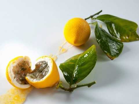 7. Le Meurice Alain Ducasse, Paris, Pháp (856 USD/2 người, 6 món): Bếp trưởng Alain Ducasse và bếp phó Christophe Saintagne phục vụ các du khách những món ăn đậm chất tinh tế của Pháp. Với nội thất trang trí mô phỏng căn phòng hoàng gia ở điện Versailles, nhà hàng cho thực khách nhiều chọn lựa với những món ăn hảo hạng. 