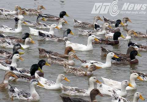 Trong tương lai gần, ông Vươn sẽ đăng ký thương hiệu Vịt biển sạch Đoàn Văn Vươn - Ảnh MK
