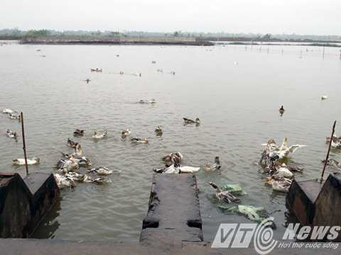 Khu vực nuôi vịt biển sạch có độ sâu hàng mét nước, ngay cửa cống, nước được lấy vào xả ra thường xuyên nên vịt được nuôi trong môi trường sạch - Ảnh MK