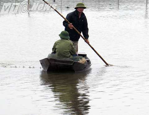 Ông Đoàn Văn Quý (em ông Vươn) cho vịt ăn về - Ảnh MK