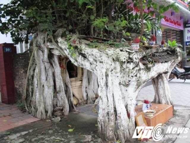 Các rễ cây đan với nhau với bốn chân cắm xuống đất tạo thành ngôi miếu trời ban. 