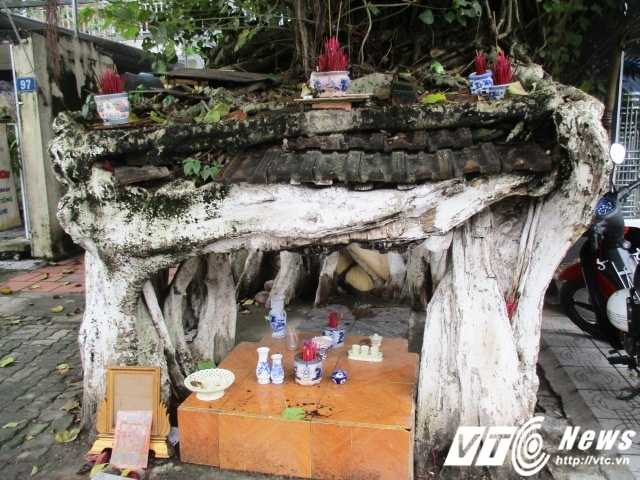 Chuyện cây bồ đề huyền bí có '4 chân' ở đất cố đô