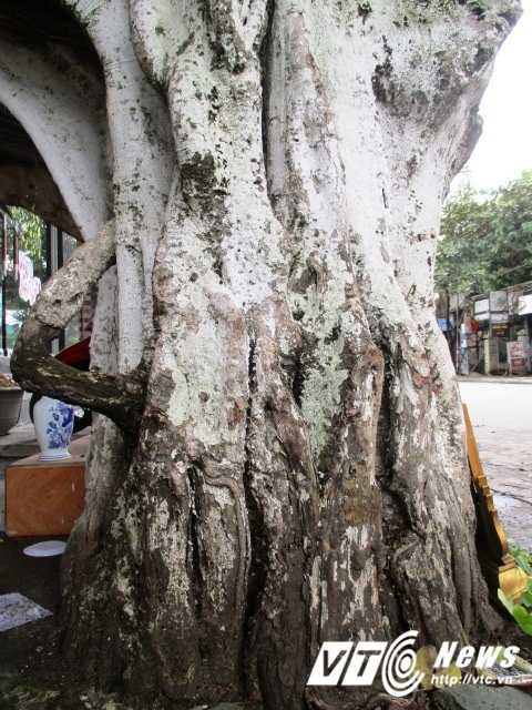 Một trụ của cây bồ đề một người ôm không hết.