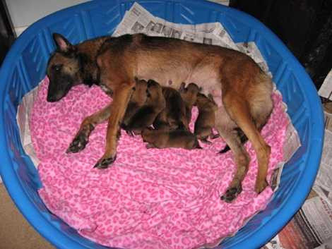 Giống chó được lựa chọn là Malinois của Bỉ và chỉ 1% trong số những con chó mới sinh đủ phẩm chất được lựa chọn