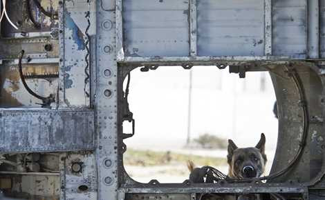 Trên chiến trường, những chú chó nghiệp vụ là tài sản vô giá, chúng có thể đánh hơi được vật liệu nổ một cách chính xác, giúp tránh hàng loạt thương vong