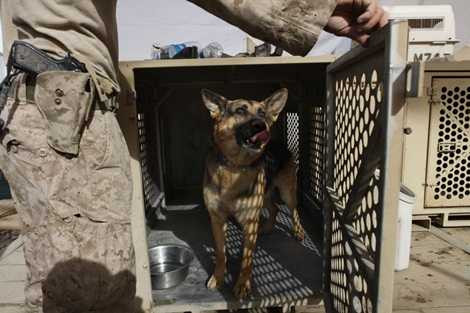 Chó nghiệp vụ được huấn luyện có khả năng phát hiện chất nổ chính xác hơn cả con người và máy dò