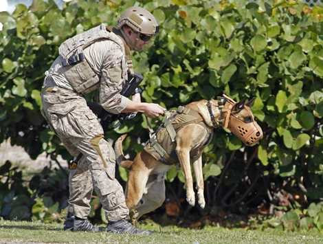 Sau khi thực chiến, những chú chó vẫn tiếp tục được huấn luyện để tăng cường khả năng của mình
