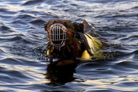 Một trong những bài tập đầu tiên của những chó này là bơi giữa biển, 4 phía không thấy bờ