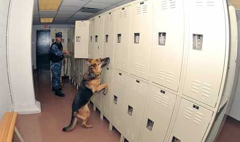 Những chú chó và người huấn luyện gắn bó với nhau trong quá trình luyện tập