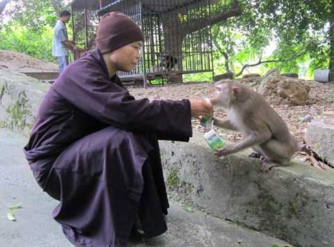 Sư Mơ cho khỉ uống sữa Sư Mơ cho khỉ uống sữa