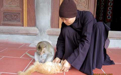 Khỉ chơi cùng mèo ở chùa Nhẫm Dương Khỉ chơi cùng mèo ở chùa Nhẫm Dương